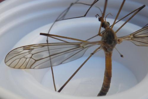 Réf. 236 737 : Tipula scripta